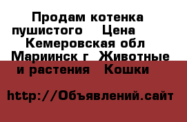 Продам котенка (пушистого) › Цена ­ 50 - Кемеровская обл., Мариинск г. Животные и растения » Кошки   